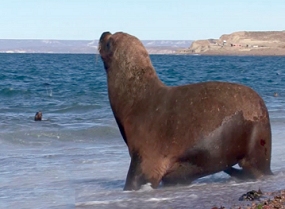 Still from 'Patagoniens Küstenbewohner'.