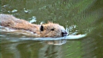 Still from The Mysterious Pegnitz Wetlands'.