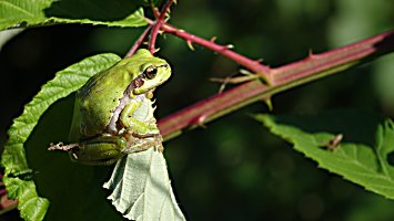 Still from 'In the Realm of the Tree Frogs'.